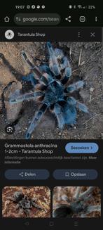Grammostola, brachypelma, verschillende tarantula's, Animaux & Accessoires, Araignée ou Scorpion