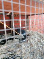 Dwergkonijntjes te koop 10 euro, Dieren en Toebehoren, Vogels | Duiven