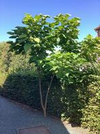 Catalpa, Tuin en Terras, Ophalen, Zomer, Volle zon
