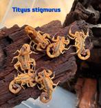 Gezocht Tityus stigmurus, Dieren en Toebehoren, Reptielen en Amfibieën