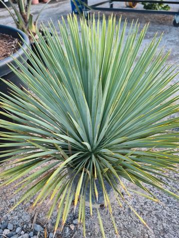 Yucca Rostrata - nieuwe aanvoer met mooi gevulde kop beschikbaar voor biedingen