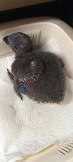 Edelpapegaai pop, Dieren en Toebehoren, Vogels | Parkieten en Papegaaien, Tam