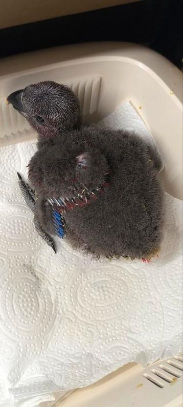 Edelpapegaai pop beschikbaar voor biedingen