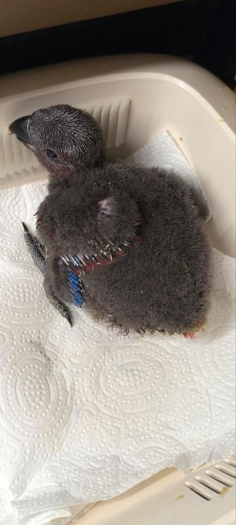 Edelpapegaai pop, Dieren en Toebehoren, Vogels | Parkieten en Papegaaien, Tam