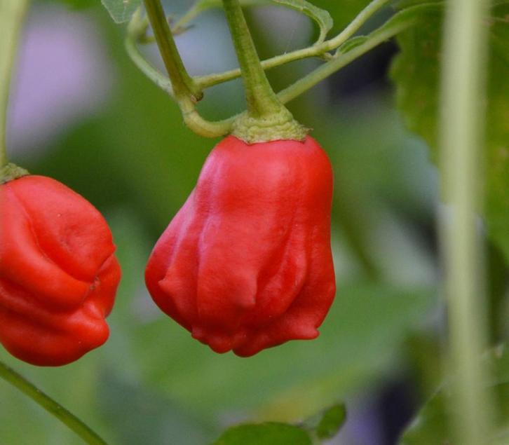 Rainforrest - Peper zaden, Tuin en Terras, Bloembollen en Zaden, Verzenden
