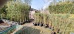 Bamboe fargesia 1.30m sterke planten, Tuin en Terras, Planten | Tuinplanten, Volle zon, Vaste plant, Bloeit niet, Ophalen