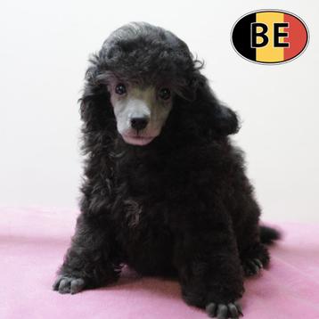 Lieve dwergpoedel-puppy’s pups te koop beschikbaar voor biedingen