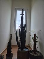 Grote euphorbia, Ophalen, Vetplant, 100 tot 150 cm, In pot