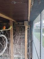 roodruggen, Meerdere dieren, Parkiet