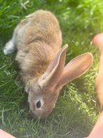 Jonge Duitse reuzen, Dieren en Toebehoren, Meerdere dieren, Groot, 0 tot 2 jaar