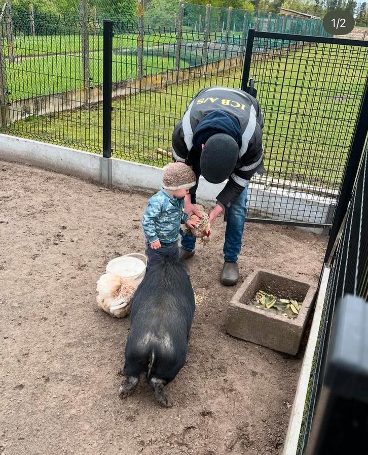 Mini hangbuik zeugje 4j oud, Dieren en Toebehoren, Schapen, Geiten en Varkens