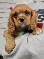 cavalier king charles spaniel pups, België, Overige rassen, CDV (hondenziekte), 8 tot 15 weken
