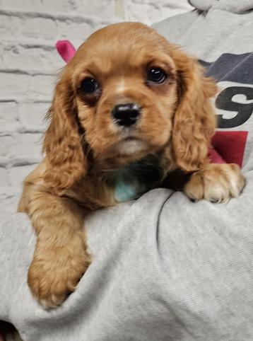 cavalier king charles spaniel pups  beschikbaar voor biedingen