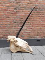 Schedel eenhoorn skull unicorn paard opgezette taxidermie, Ophalen, Paard, Schedel