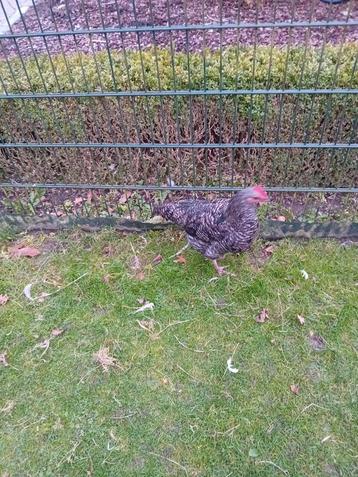 Mooien groote mechelse koekoek haan  beschikbaar voor biedingen