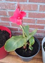 Canna Empire - 4 scheuten, Tuin en Terras, Ophalen