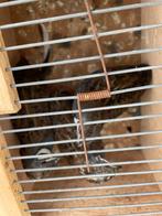 Chinese dwergkwartel, Dieren en Toebehoren, Vogels | Kanaries
