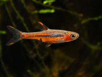 Hobbyaquarium Boraras Brigittae/chilli rasbora kleinste nano beschikbaar voor biedingen