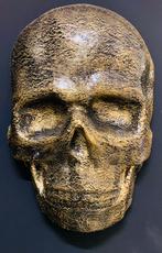 PRACHTIGE SKULL / SCHEDEL / DOODSKOP / DOODSHOOFD, Antiek en Kunst, Ophalen of Verzenden