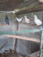 Duiven, Animaux & Accessoires, Oiseaux | Pigeons