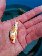 Jonge koi, Dieren en Toebehoren, Vissen | Vijvervissen