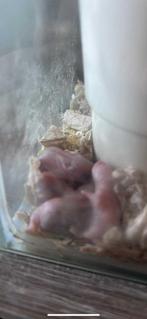 Binen kort dwerg hamsters verkrijg baar rezerveer nu, Hamster, Geslacht onbekend, Tam, September