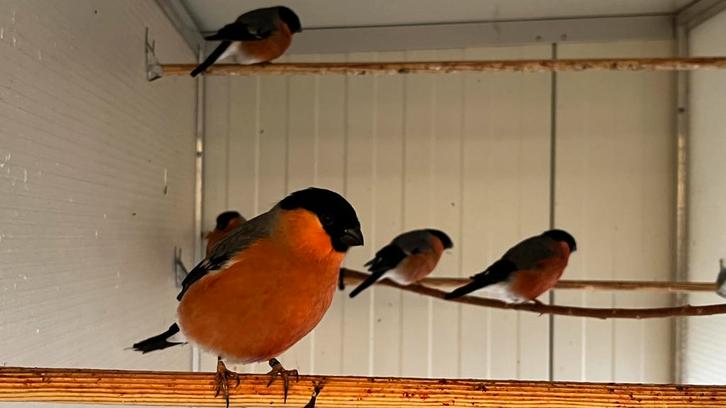 Noorse goudvinken, Dieren en Toebehoren, Vogels | Overige Vogels, Wildzangvogel, Meerdere dieren, Geringd