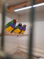 Gouldamadines, Dieren en Toebehoren