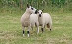 2 Kerry Hill ooien, Dieren en Toebehoren, Vrouwelijk, Schaap, 0 tot 2 jaar