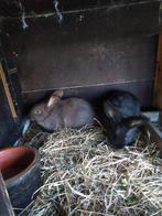 konijnen, Mannelijk, Groot, 0 tot 2 jaar