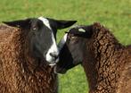 ram schaap 80 kg, Schaap