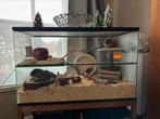 Hamster terrarium - 80x40x50, Dieren en Toebehoren, Knaagdieren en Konijnen | Hokken en Kooien, Kooi, Hamster, Minder dan 60 cm