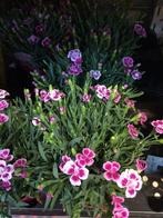 Ontspannende yoni healing, Kleding | Dames, Overige Dameskleding, Ophalen of Verzenden