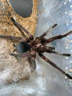 Vogelspinnen, Dieren en Toebehoren