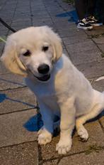 Golden retriever pup reu 5 maand oud !, Dieren en Toebehoren, Golden retriever, België, Particulier, 15 weken tot 1 jaar
