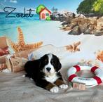 Berner sennen pups, Dieren en Toebehoren, Honden | Retrievers, Spaniëls en Waterhonden, België, Reu, 8 tot 15 weken, CDV (hondenziekte)