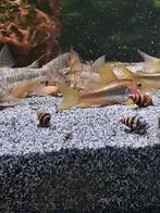 Slak etende slak (Helena slakken) te koop, Dieren en Toebehoren