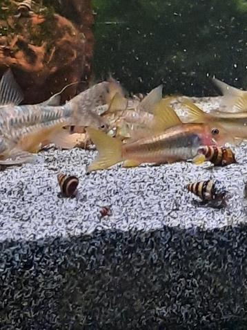 Slak etende slak (Helena slakken) te koop beschikbaar voor biedingen