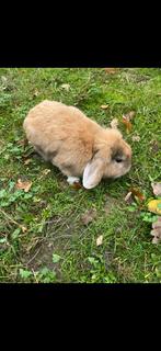 Dwerghangoorkonijn ram, Mannelijk, Middelgroot, Hangoor, 0 tot 2 jaar