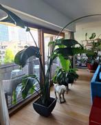 Strelizia-Bananenplant met pot, Ophalen, Overige soorten, Halfschaduw, In pot