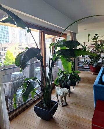 Strelitzia met pot beschikbaar voor biedingen
