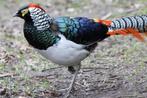 Lady fazanten, Dieren en Toebehoren, Pluimvee, Mannelijk