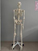 Skelet, anatomisch correct, Divers, Fournitures scolaires, Enlèvement