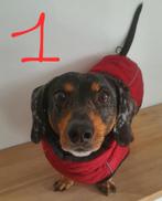 Hondenjassen en accessoires, Dieren en Toebehoren, Hondenkleding, Ophalen of Verzenden, Zo goed als nieuw, Hondenjas