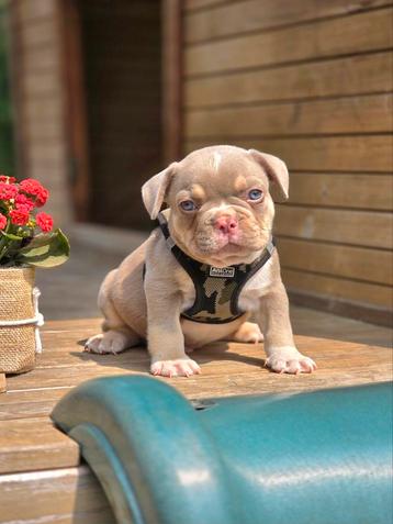 Franse bulldog pups TOPDNA*** (laatste reutje) beschikbaar voor biedingen
