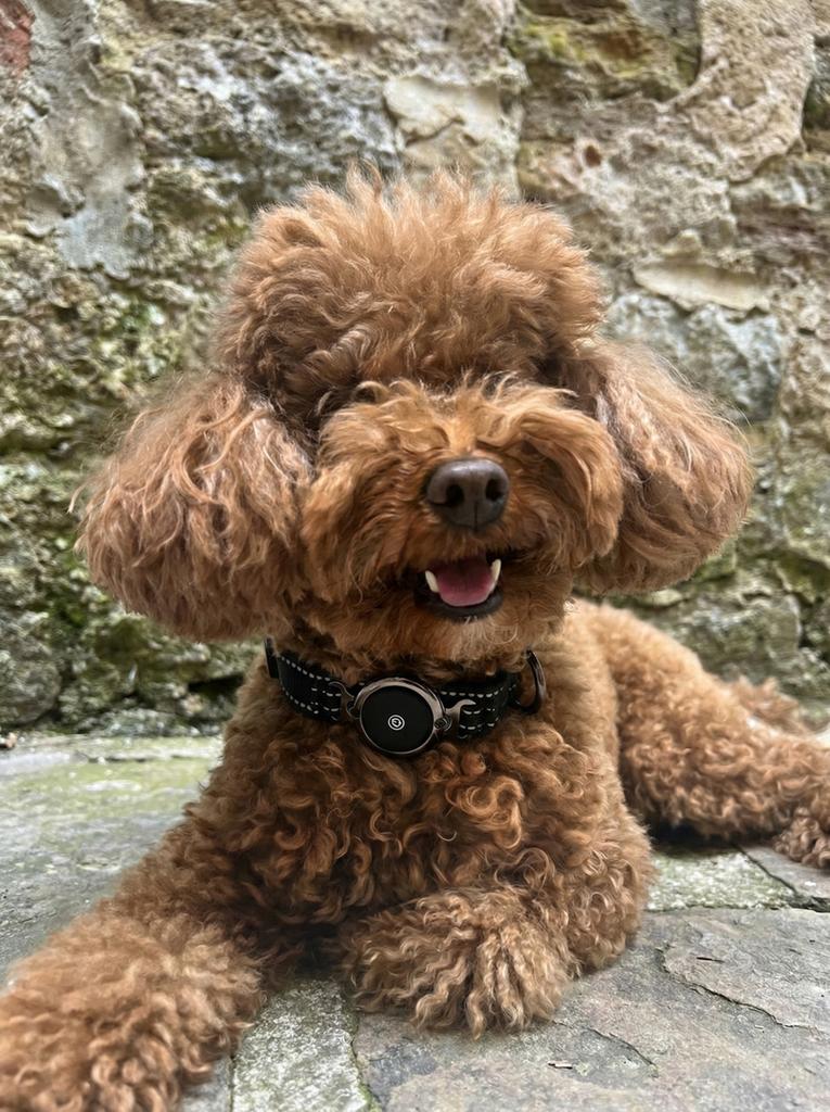 Slimme Huisdier Tracker (Zoek Mijn) - Incl. Halsband, Animaux & Accessoires, Accessoires pour chiens, Neuf, Enlèvement ou Envoi