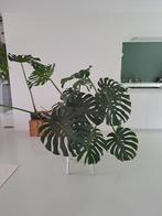 Monsterra, Huis en Inrichting, Kamerplanten, Ophalen