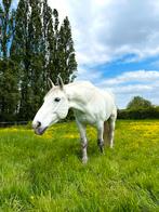 weidemaatje - ruin van 14 jaar, Dieren en Toebehoren, Paarden, Ruin, 165 tot 170 cm, 11 jaar of ouder