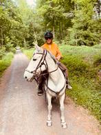 HALVE STAL GEZOCHT, 1 paard of pony