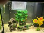 Aquariums met vissen en inhoud, Dieren en Toebehoren, Vissen | Aquariumvissen